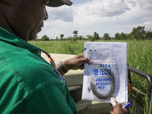 data sheet on collared elephant