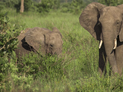 elephant in Selous