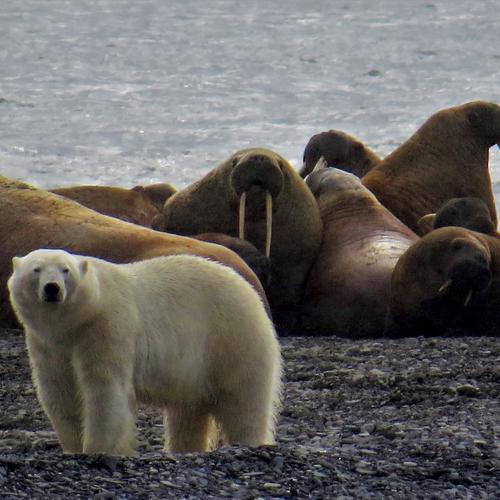polar bear stalking a group of walruses