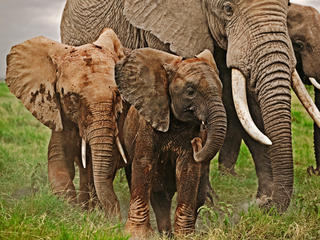 African elephant herd