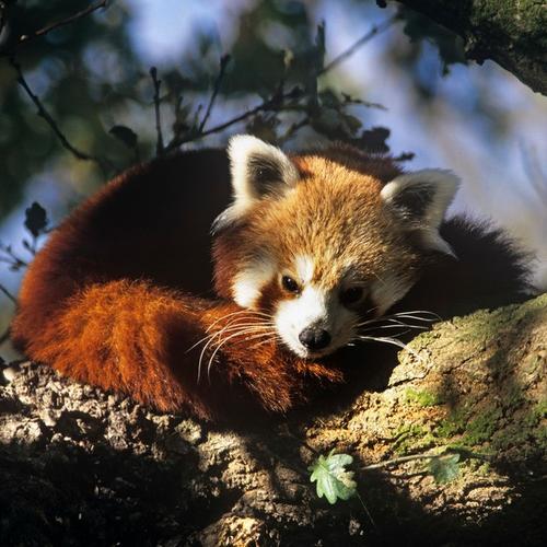 red panda curled up and sleeping on a branch