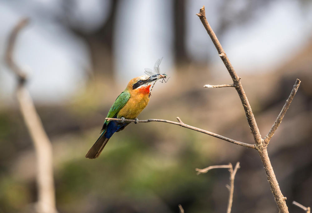 discover bird summer2018