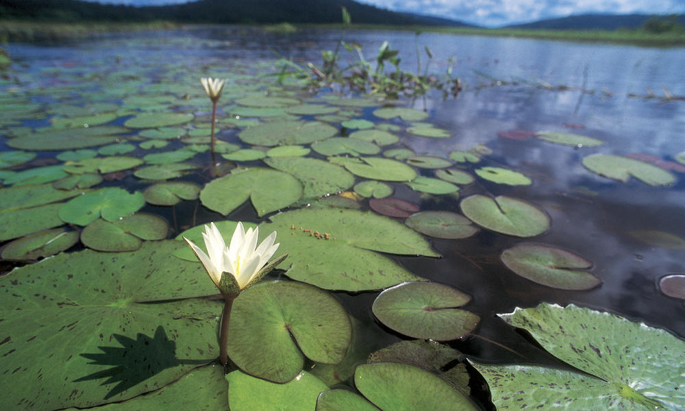 Water lilies Photos WWF