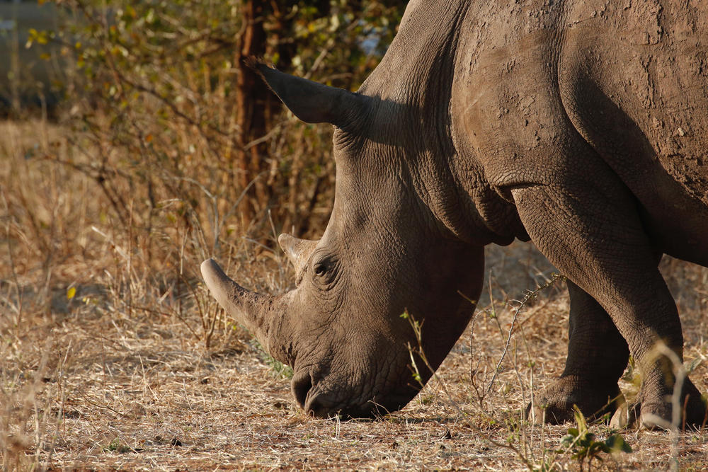 discover zambia rhino summer2018
