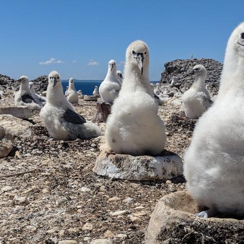 albatross in their nests