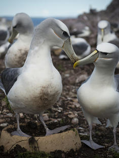 Two albatross touching beaks