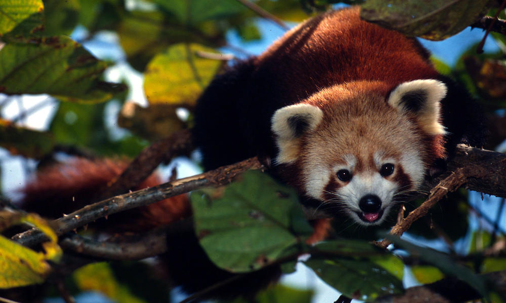 Sikkim Animals Name / Sikkim Birds High Resolution Stock Photography And Images Alamy : Animals ...