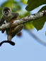 Squirrel Monkey (Saimiri sciureus) eating in a tree in the Pacaya Samira Reserve in the Peruvian Amazon