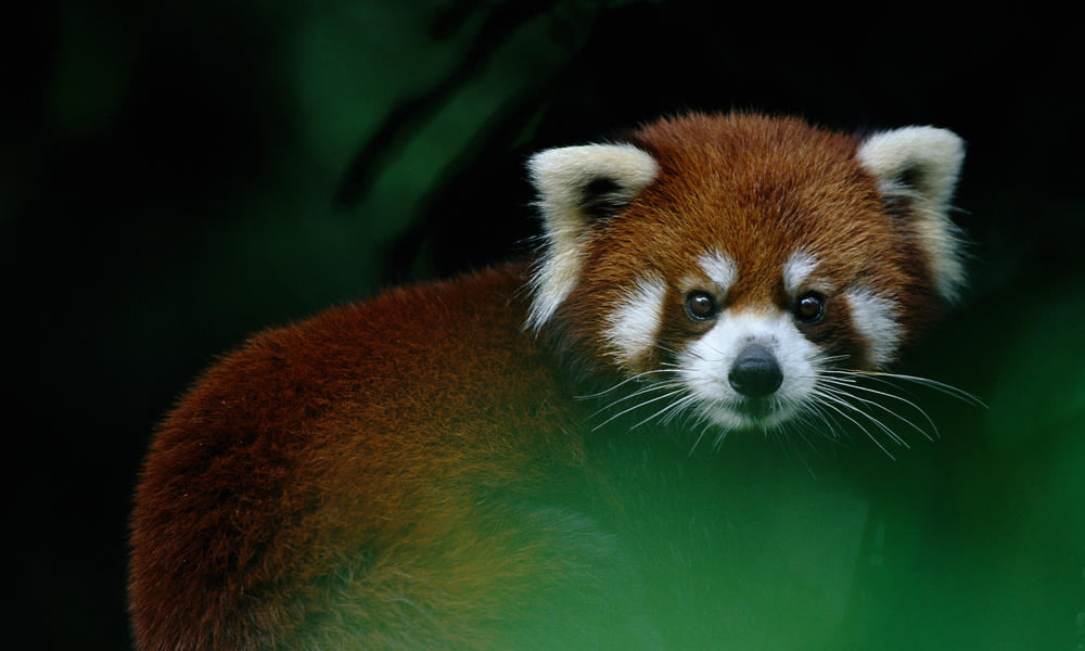 Red pandas, climate change, and the fight to save forests | Stories | WWF