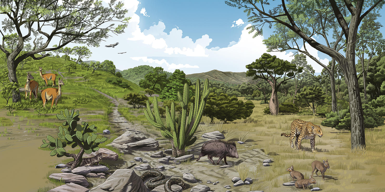 illustrated dry landscape of the Gran Chaco