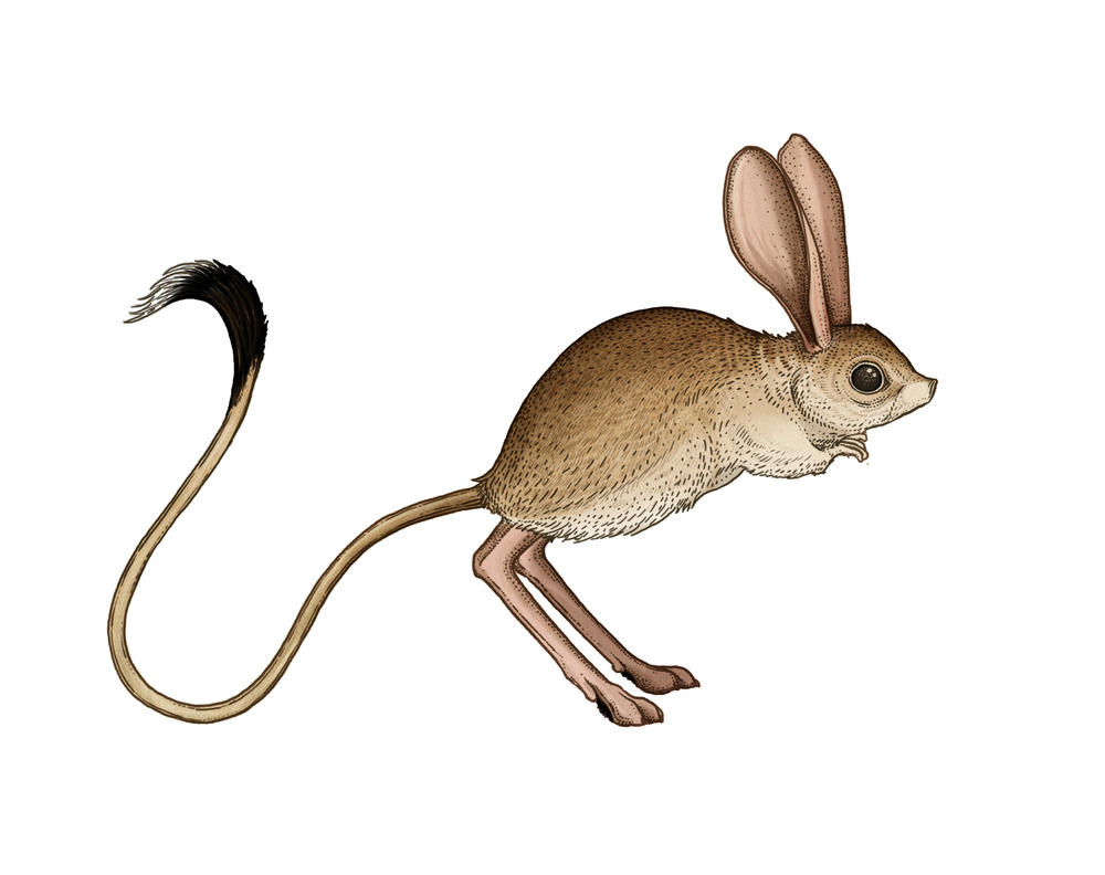 The long-eared jerboa stands—and hops—in a class of its own | Magazine  Articles | WWF