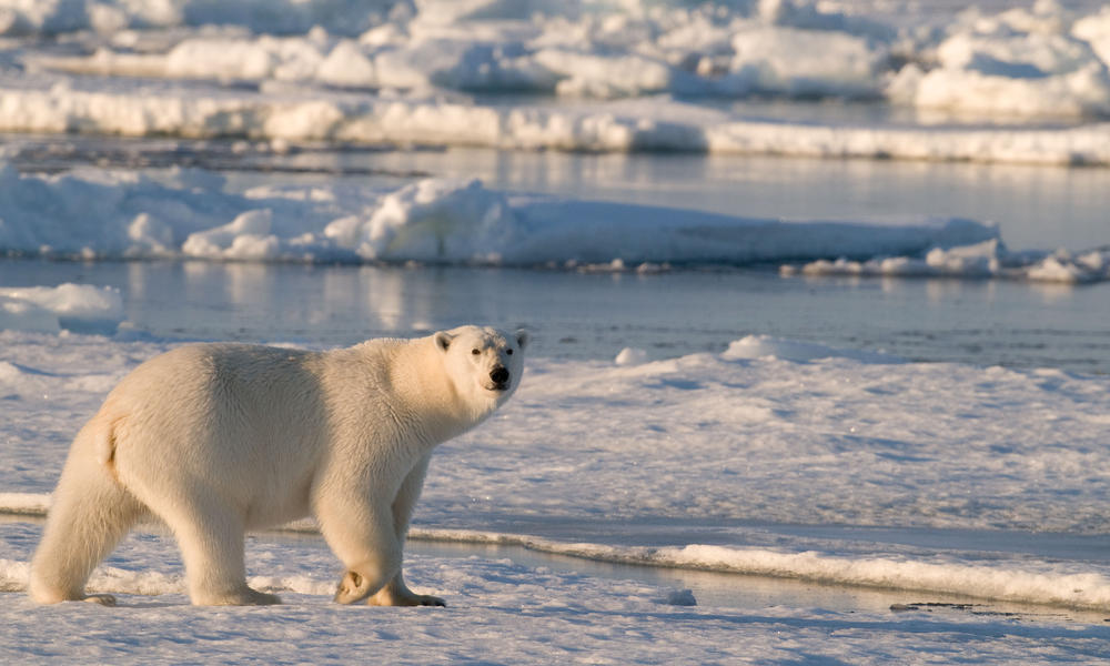 Species Spotlight Polar Bear Pages WWF