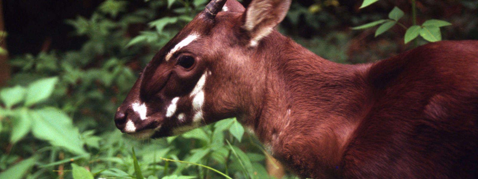 Image result for saola