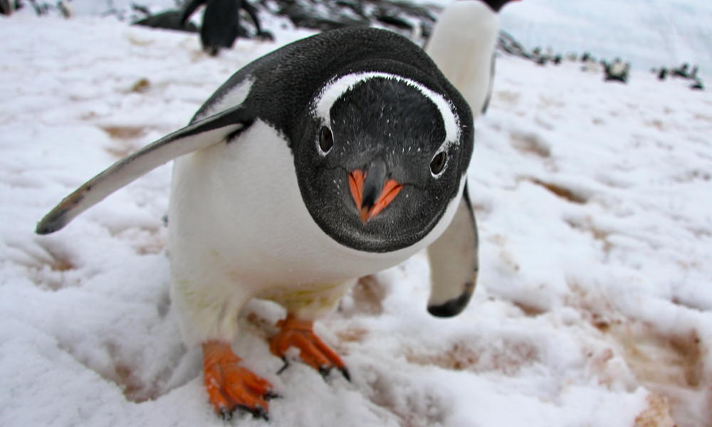 Image result for gentoo penguin