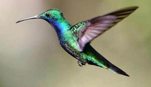Black-throated Mango