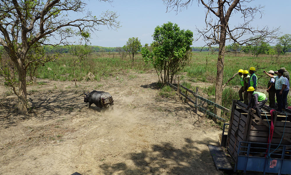 Rhino9
