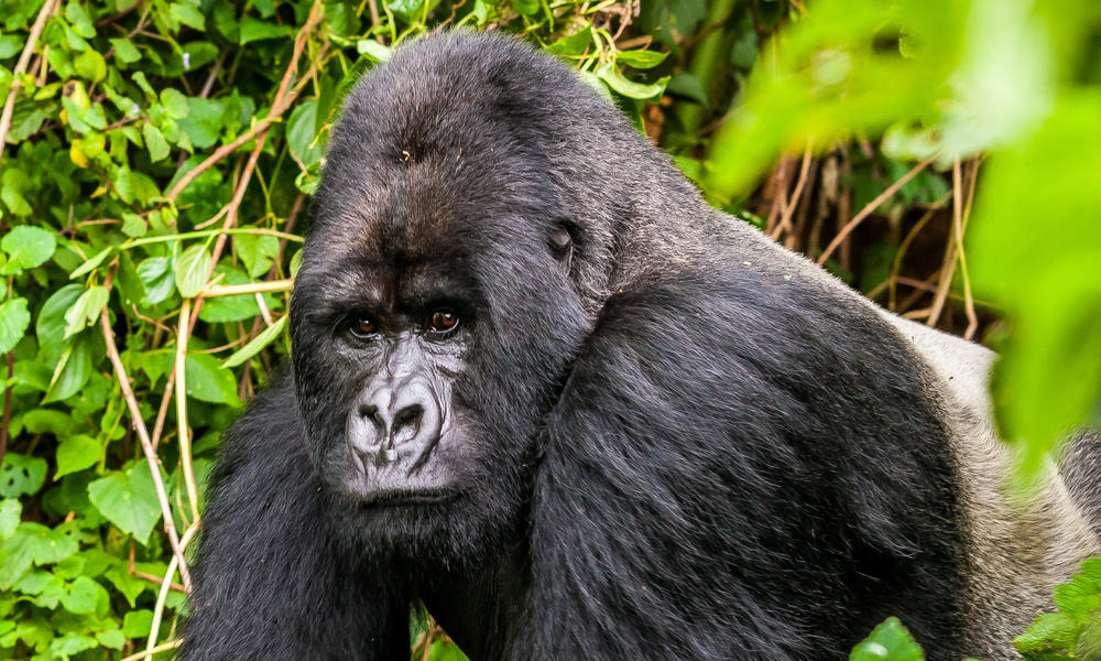 A mountain gorilla from the Varunda Massif