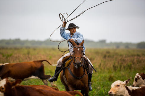 Ranch hand herding cattle at El Cachepé Ranch and Wildlife Refuge. La Eduvigis, Gran Chaco region, Northern Argentina.