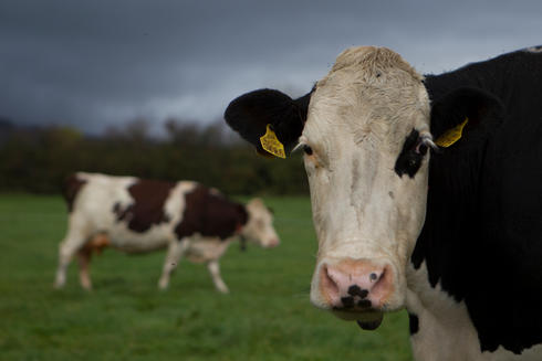 Dairy cows grazing a paddock on the orgainc dairy farm of Pat and Angela Mulrooney at Managanstown, Kilsheelan, Clonmel, Co.Tipperary.