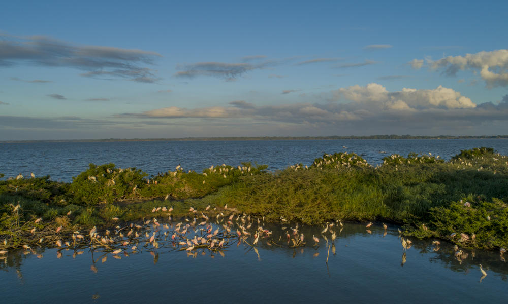 Aquatic birds nesting during nesting season.