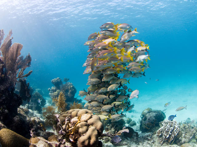 Coral with a big school of fish. Hol Chan Marine Reserve, Ambergris caye, Belize, Central America.