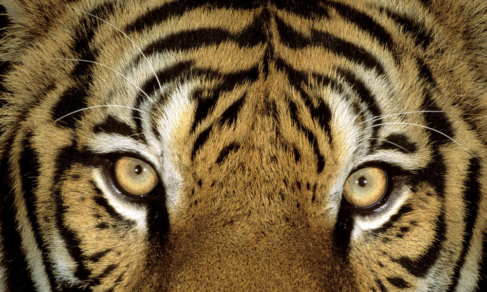 Tigers are Mighty But Vulnerable