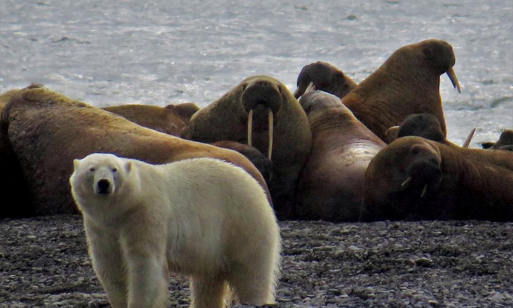 Polar Bear and Walrus