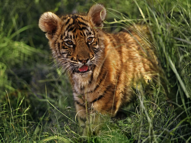 How do tigers adapt to their environment?