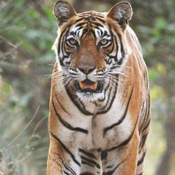 Save Tigers Now