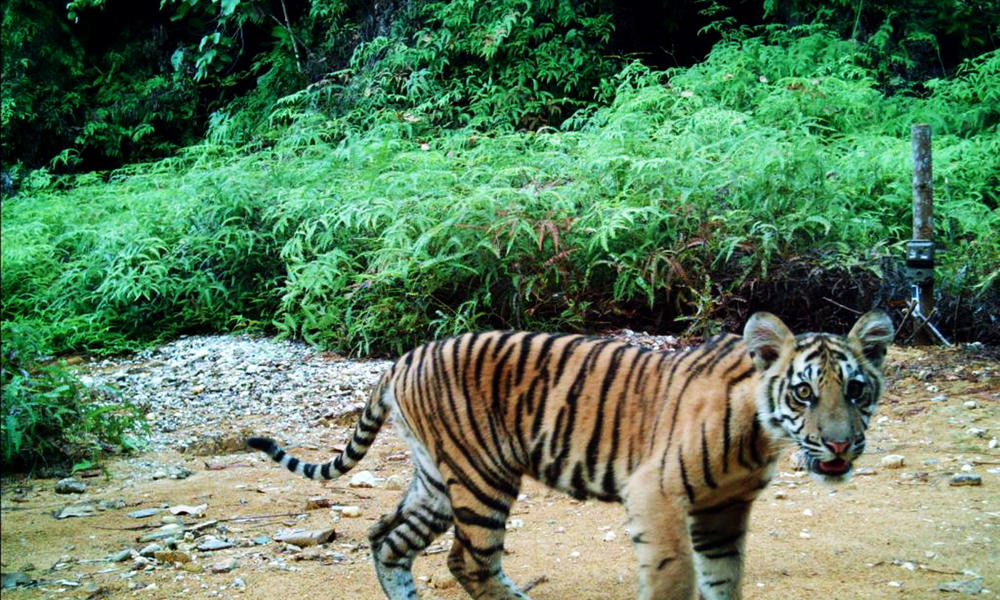 Camera trap image of Sumatran tiger cub, Riau, Indonesia
