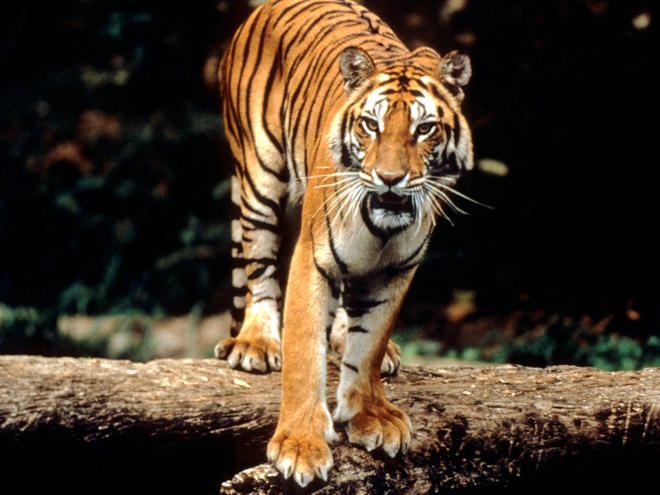 Tigers are Revered by Millions