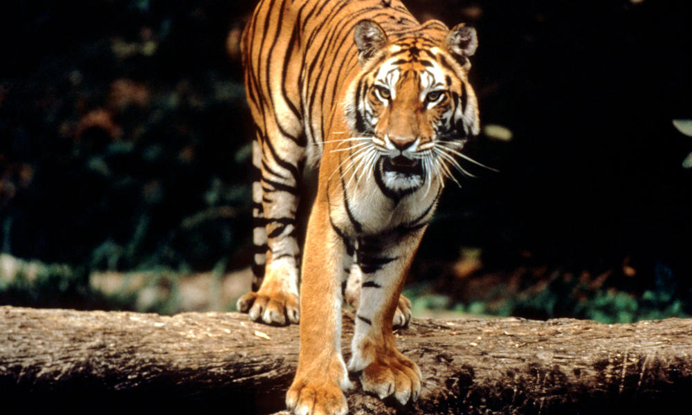Tigers are Revered by Millions