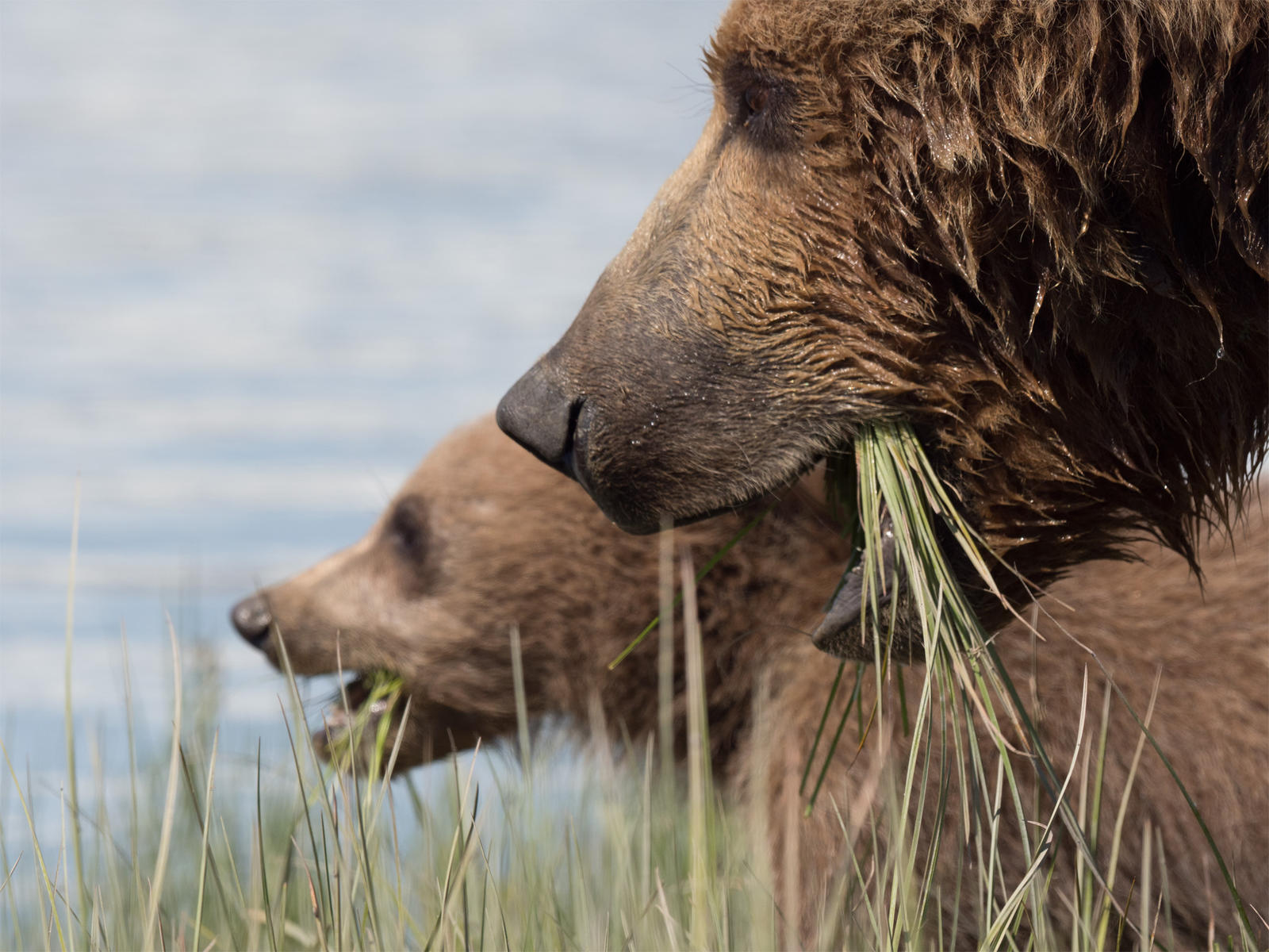 update bears fall2018