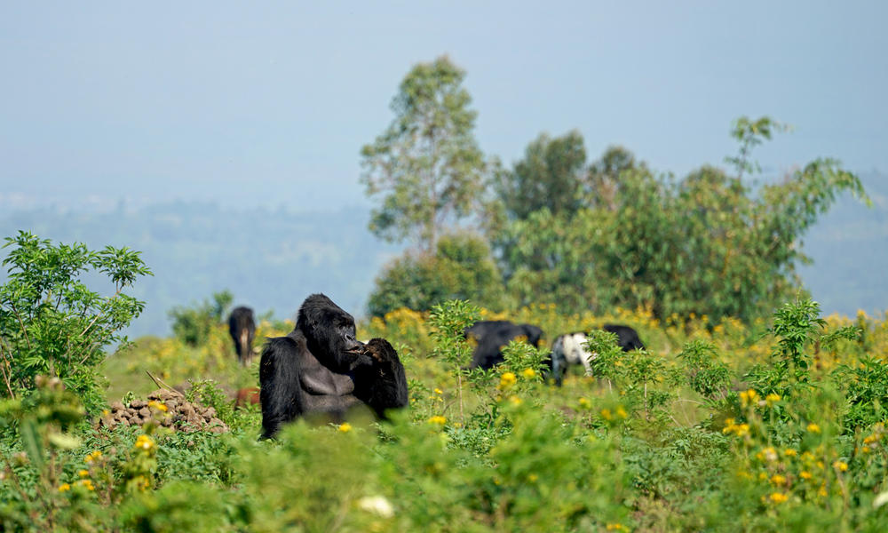 gnext gorilla fall2018
