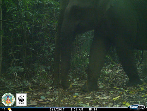 Elephant (Elephas maximus) captured on a camera trap in Kui Buri, Thailand