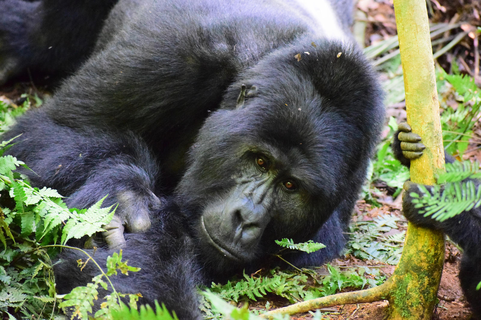 discover gorilla fall2018