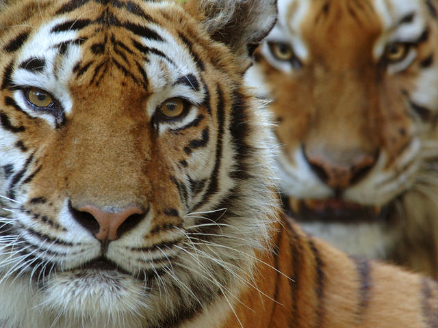 Tigers Will Go Extinct In India
