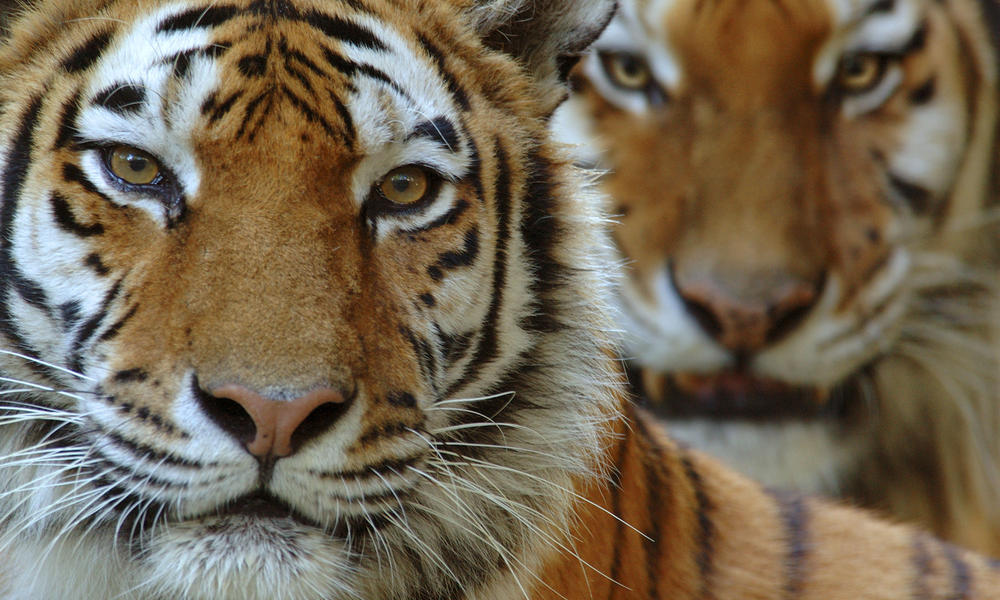 Amur Tiger Hero and Circle