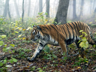 Amur TIger