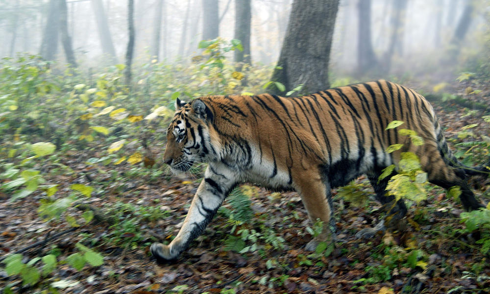Amur tiger caught on a tiger trap