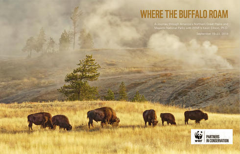 Where the Buffalo Roam Brochure Cover
