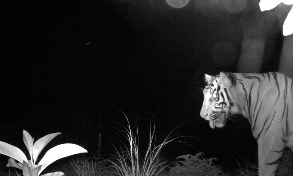  Sumatran tiger caught on camera. Image: WWF