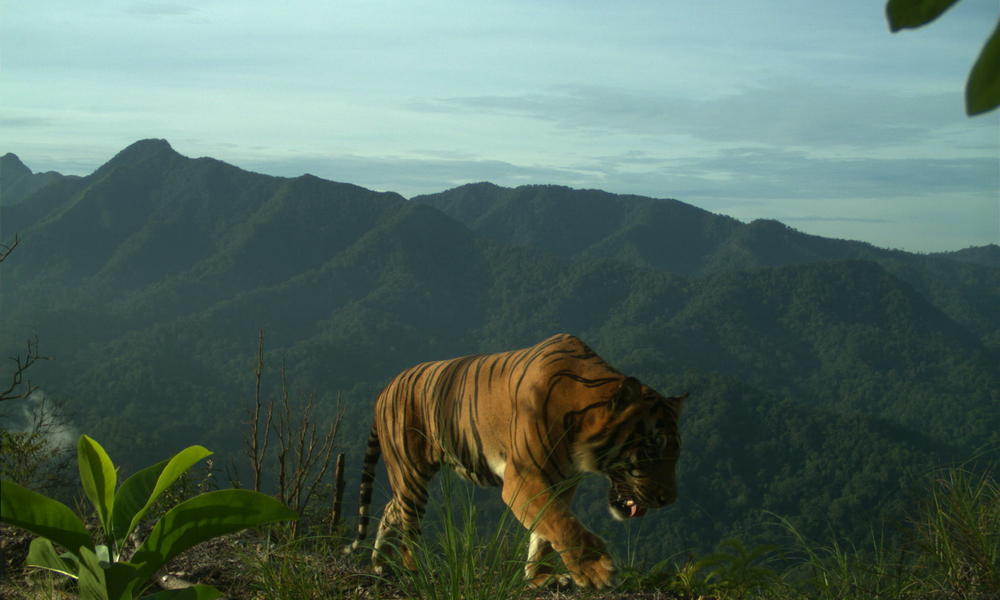 Sumatran tiger caught on camera traps as a part of collaboration between WWF and Riau Forestry Department. Image: WWF