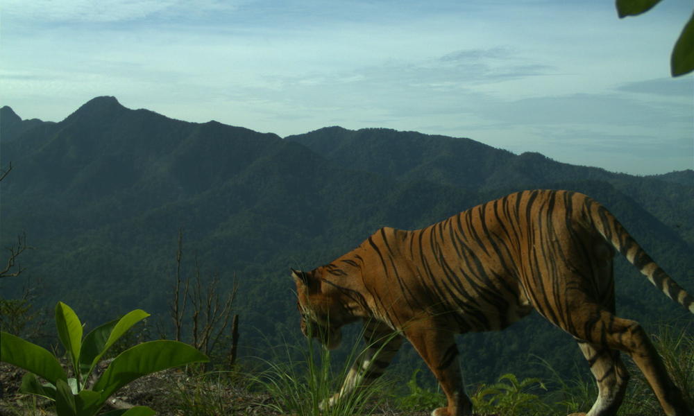 On top of a ridge of in Indonesia, a healthy male Sumatran tiger was spotted by camera traps earlier this year. Image: WWF