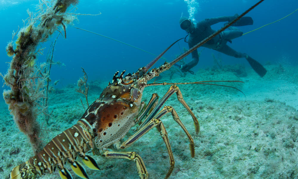 fisherman and lobster Mac Stone WW1103815