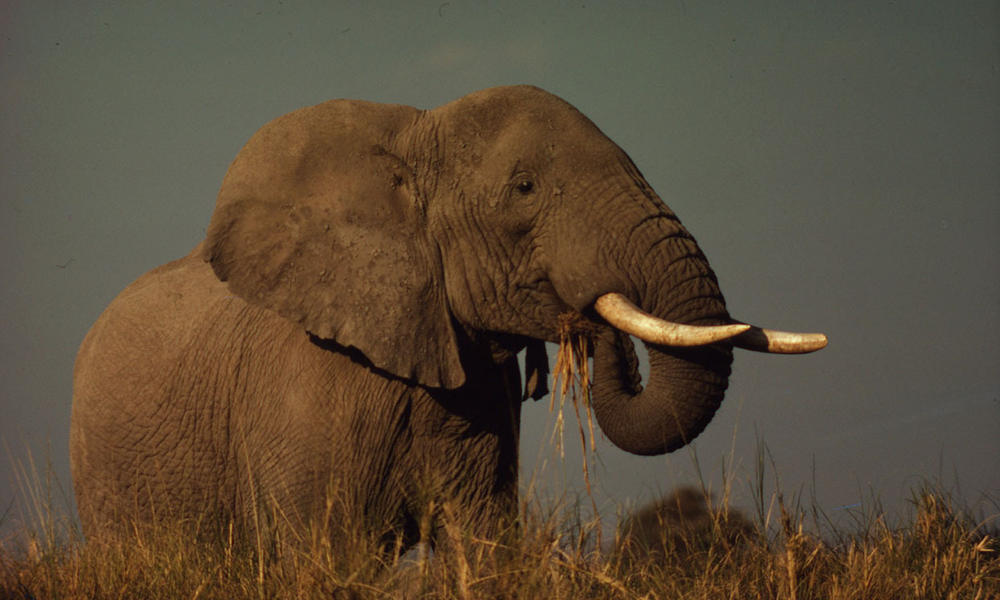 Diet For African Elephant Endangered