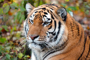 Amur Tiger