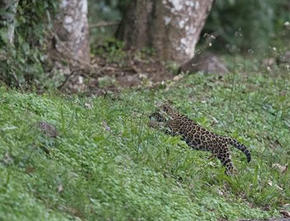 Jaguar Brazil Iguazu National Park