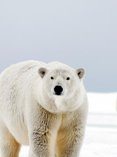 Polar bear female with cubs