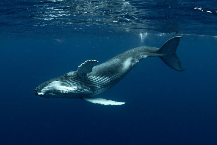 humpback whale